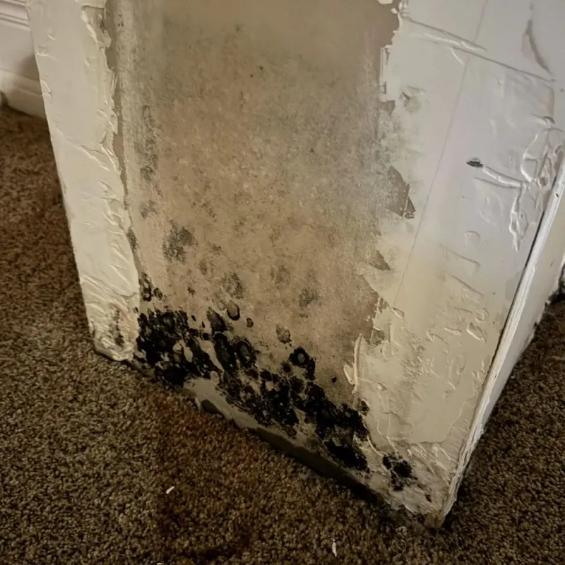 Professional Mold Removal in Seymour, TX